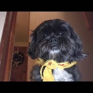 Meet your Posher, Alex